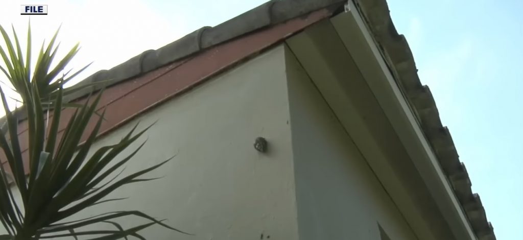 siput tanah raksasa afrika