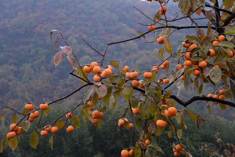 Pengaruh pemanasan iklim pada tanaman