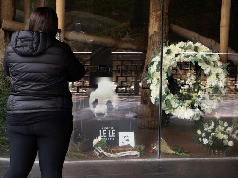 Panda raksasa Le Le