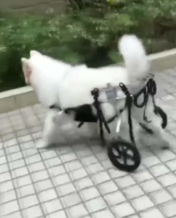 Kursi roda hewan peliharaan 