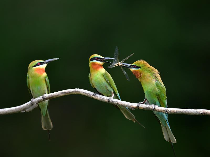 Larangan penerbangan drone