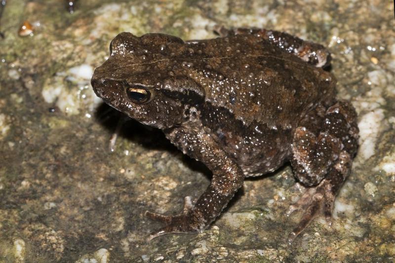 Bufo exiguous