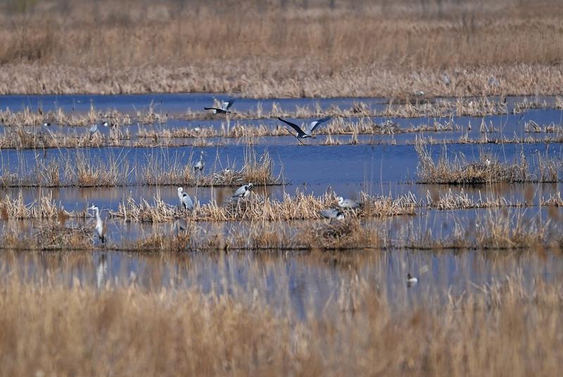 Keanekaragaman hayati di Beijing