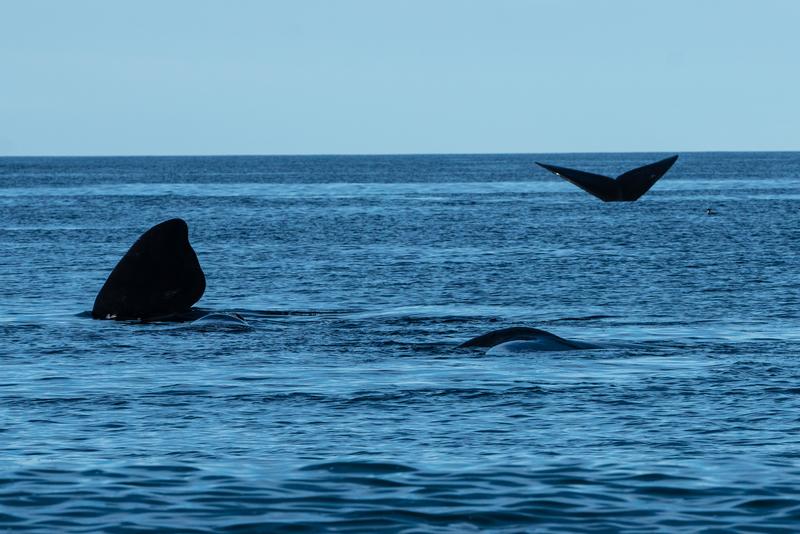 Paus biru kerdil bermigrasi