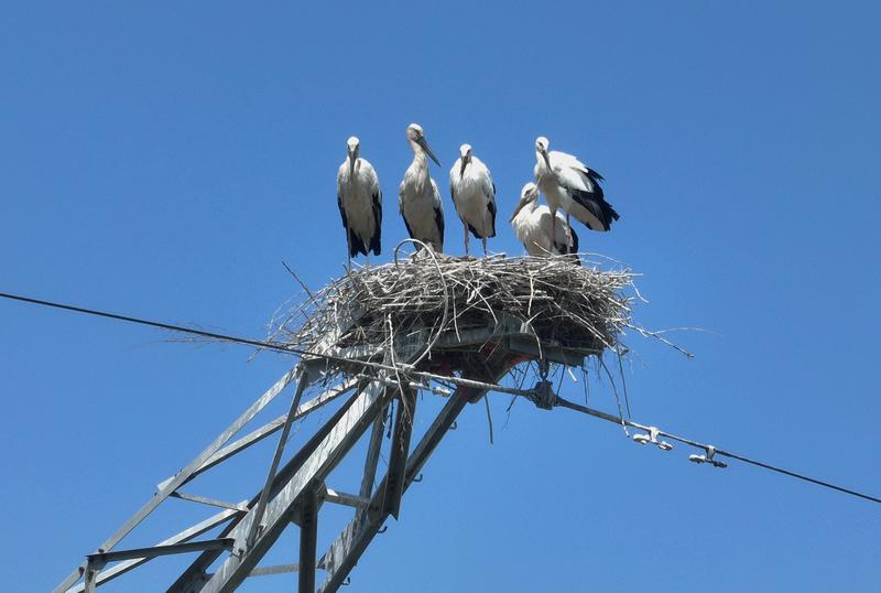 Bangau putih oriental