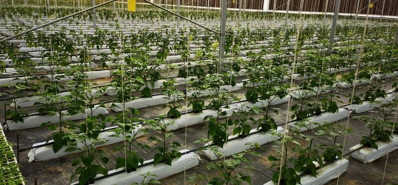 Kerja sama pertanian BRI