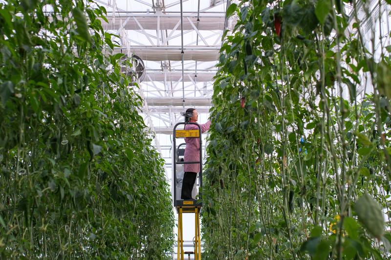 Sumber daya plasma nutfah