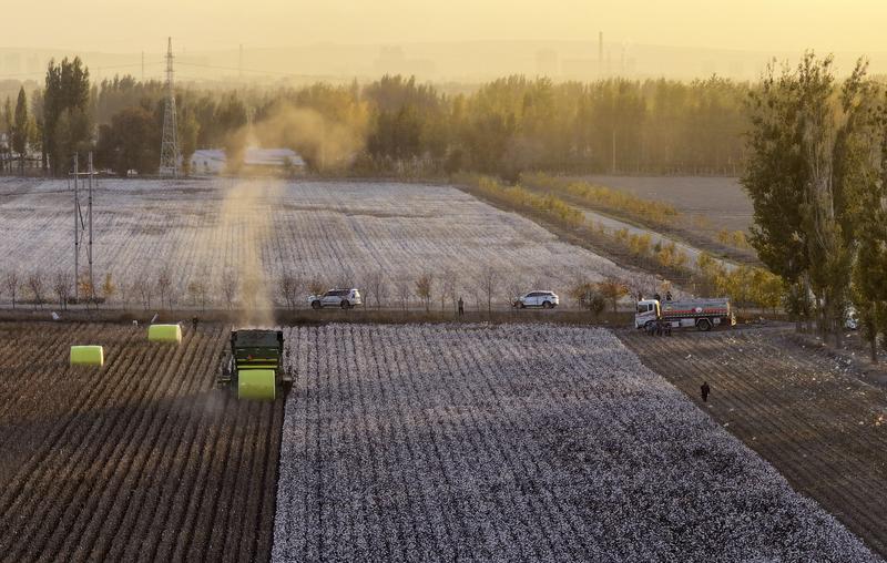 Kapas dataran tinggi