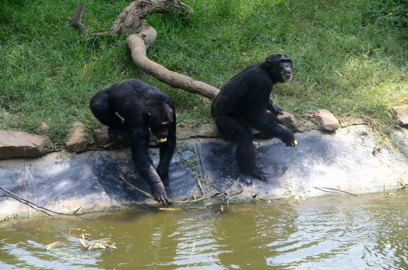 Strategi konservasi satwa liar 