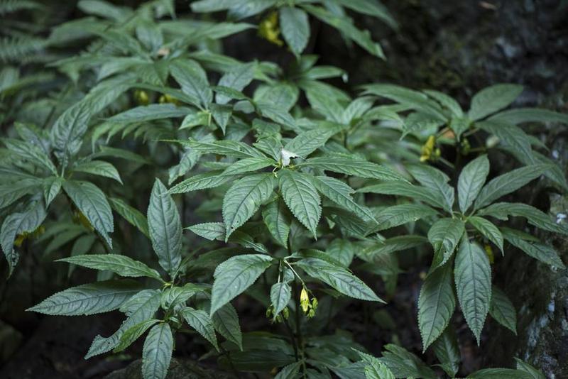Spesies Impatiens beipanjiangensis