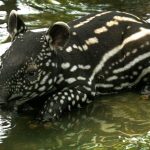 World Tapir Day