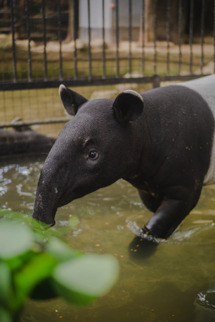 Hari Tapir