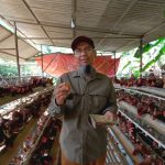 peternakan ayam broiler