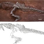 Juracanthocephalus memiliki tubuh berbentuk