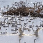 Es laut musim dingin