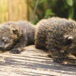 populasi binturong di alam