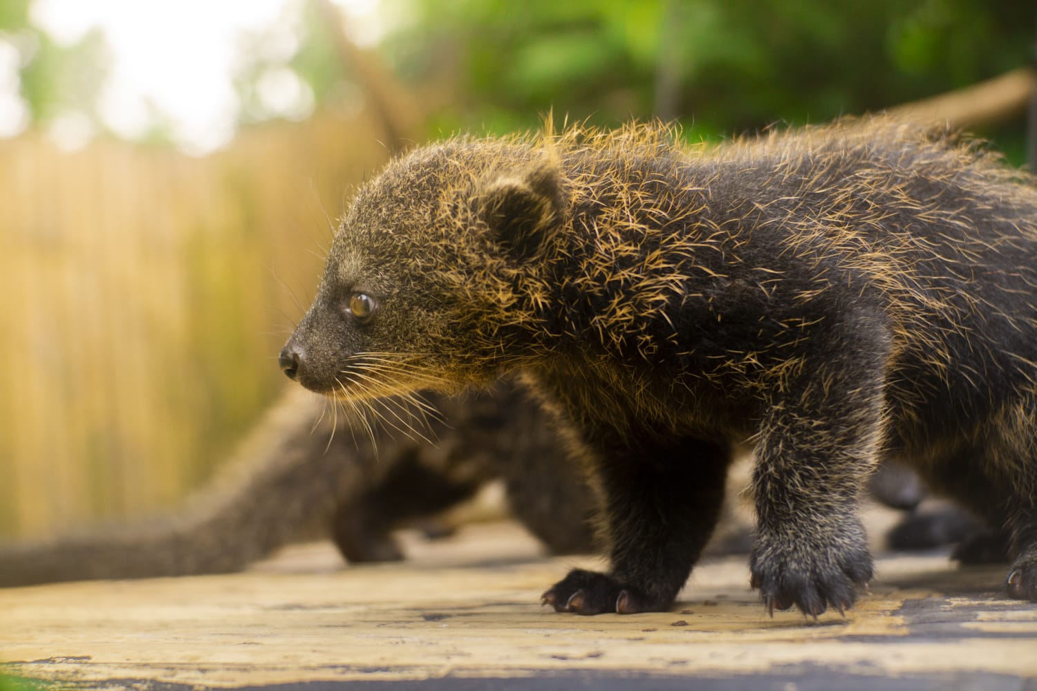 populasi binturong di alam