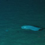ikan siput laut hadal
