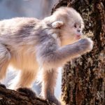 katalog spesies biologi