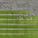 tanaman padi dapat mewariskan