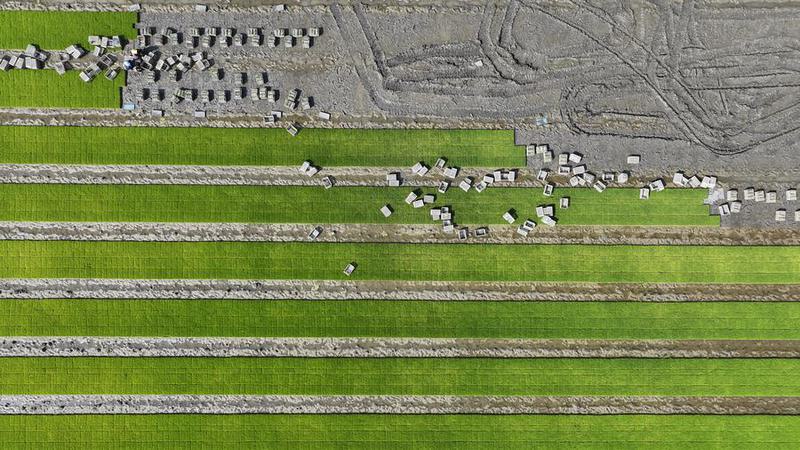 tanaman padi dapat mewariskan