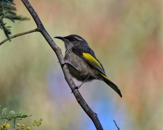 spesies burung pengisap madu