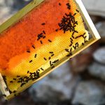 madu yang dihasilkan oleh