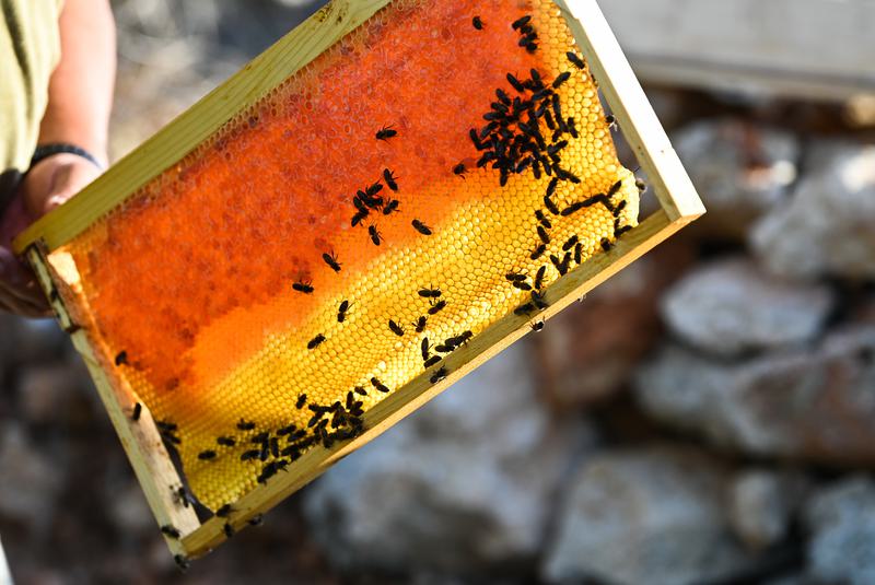 madu yang dihasilkan oleh