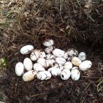 Pegunungan Cardamom di Kamboja