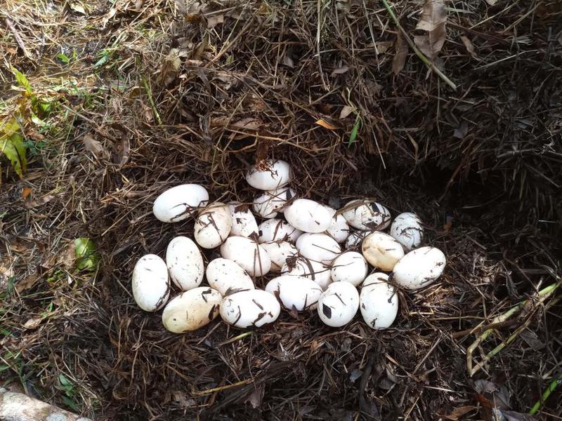 Pegunungan Cardamom di Kamboja
