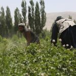 upaya untuk memberantas opium