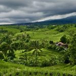 sebuah sawah di Bali