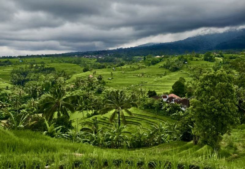 sebuah sawah di Bali