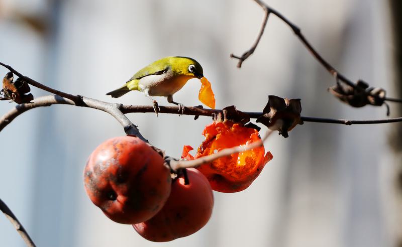 mutasi kunci pada gen