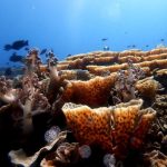 instrumen pendanaan untuk konservasi