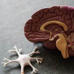 neuron-neuron yang pertama