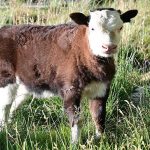 kelahiran dzo hasil kloning