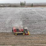 produksi kapas di Xinjiang