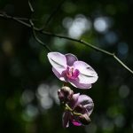 Eulophia monantha