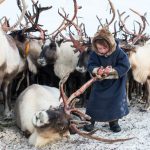 populasi rusa kutub mengalami