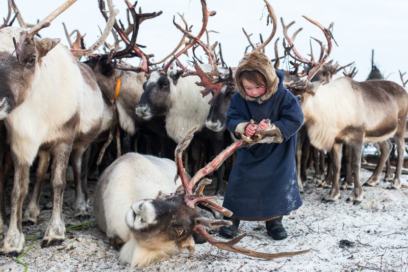 populasi rusa kutub mengalami