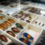 pusat keanekaragaman hayati