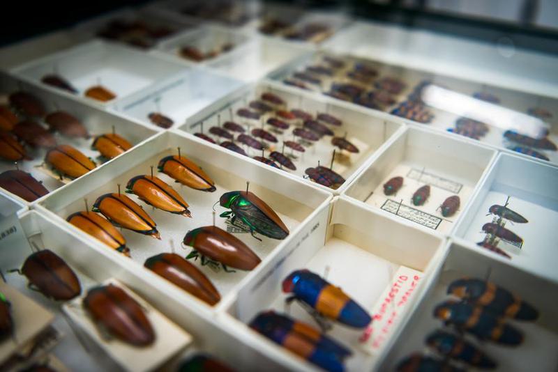 pusat keanekaragaman hayati