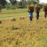 RI mampu mencapai swasembada