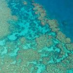 lapisan karang keras