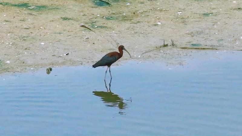 burung ibis rokoroko menyukai
