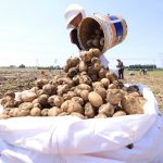 kentang berasal dari fenomena