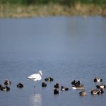 populasi burung tropis menurun