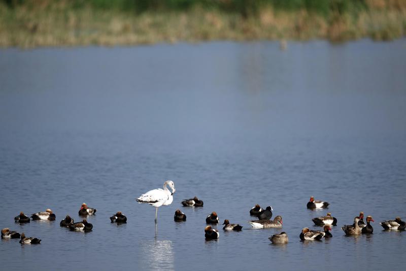 populasi burung tropis menurun