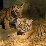 dua bayi harimau Benggala